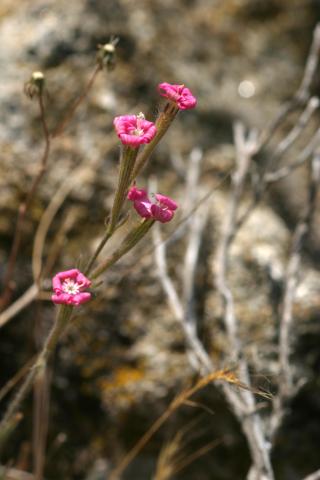 image Silene (Silene colorata)