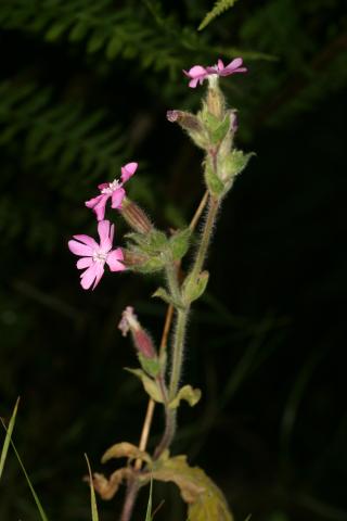 image Silene (Silene dioica)