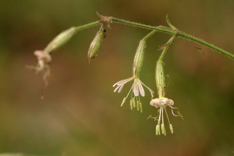 image Silene (Silene nutans)