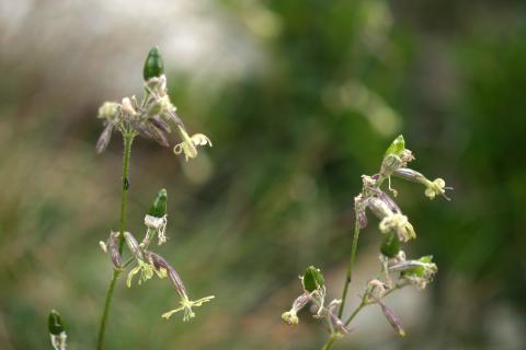 image Silene (Silene nutans)