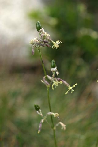 image Silene (Silene nutans)