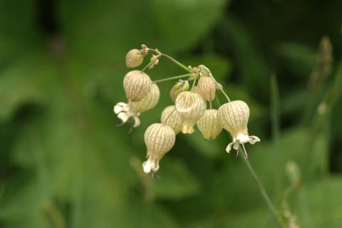 image Colleja (Silene vulgaris)