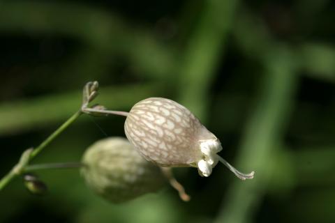 image Colleja (Silene vulgaris)