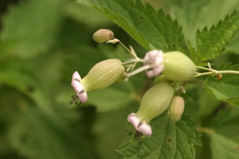 image Colleja (Silene vulgaris)