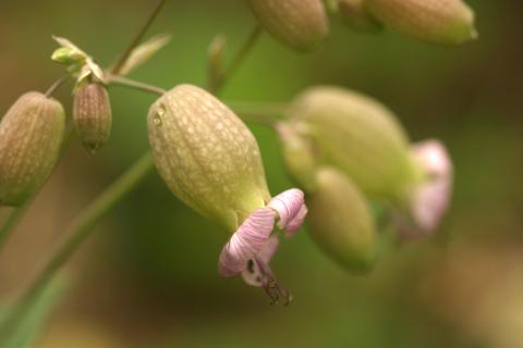 image Colleja (Silene vulgaris)