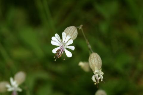 image Colleja (Silene vulgaris)
