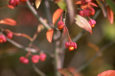 image Bonetero (Euonymus europaeus)