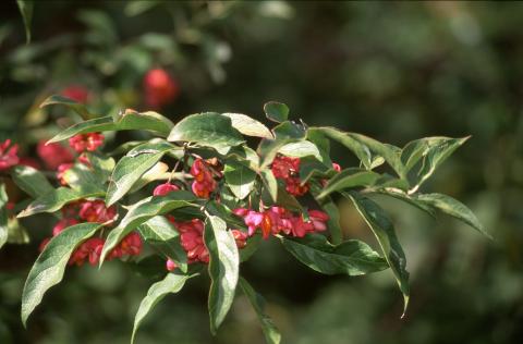 image Bonetero (Euonymus europaeus)