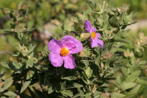 image Estepa (Cistus albidus)