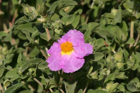 image Cistus creticus