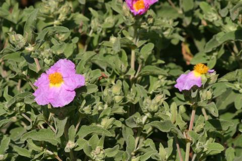 image Cistus creticus