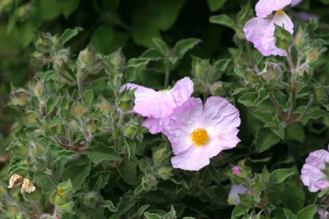 image Cistus creticus