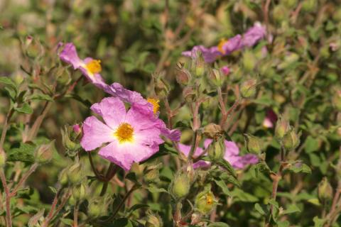image Cistus creticus