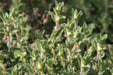 image Jara rizada (Cistus crispus)