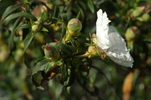 image Jara pringosa - Flor (Cistus ladanifer)