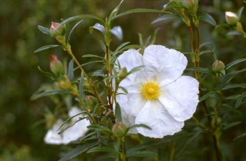 image Jara pringosa - Flor (Cistus ladanifer)