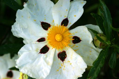 image Jara pringosa - Flor (Cistus ladanifer)