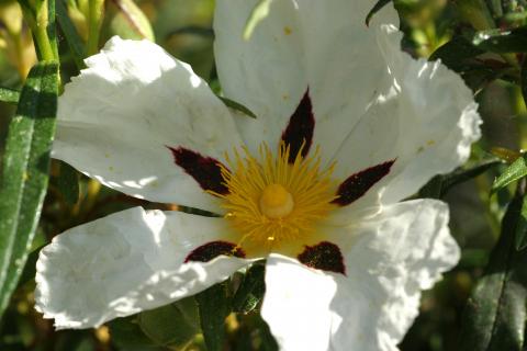 image Jara pringosa - Flor (Cistus ladanifer)