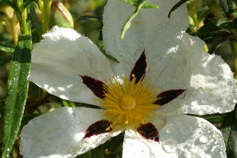 image Jara pringosa - Flor (Cistus ladanifer)