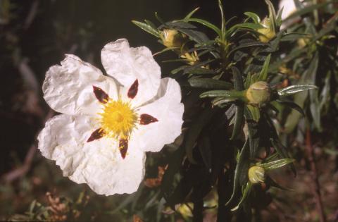 image Jara pringosa - Flor (Cistus ladanifer)