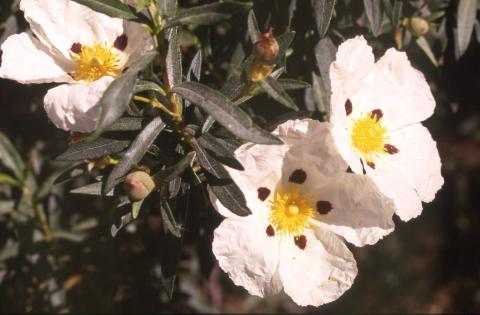 image Jara pringosa - Flor (Cistus ladanifer)