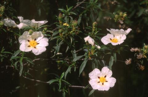 image Jara pringosa - Flor (Cistus ladanifer)