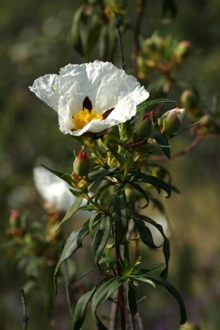 image Jara pringosa - Flor (Cistus ladanifer)