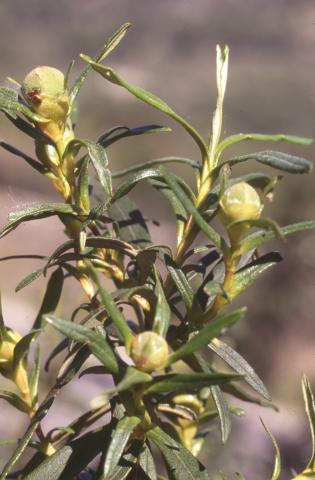 image Jara pringosa - Capullos (Cistus ladanifer)
