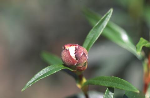image Jara pringosa - Capullos (Cistus ladanifer)