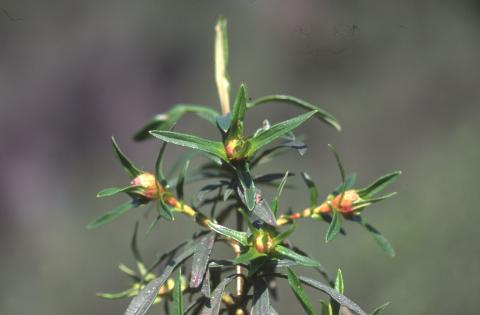 image Jara pringosa - Capullos (Cistus ladanifer)