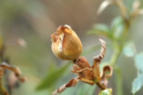 image Jara pringosa - Semilla y fruto (Cistus ladanifer)
