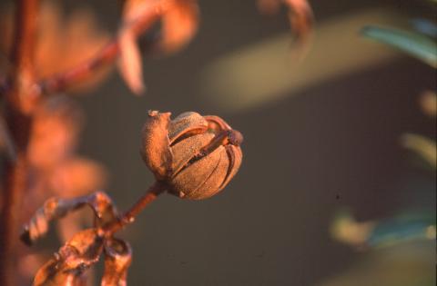 image Jara pringosa - Semilla y fruto (Cistus ladanifer)