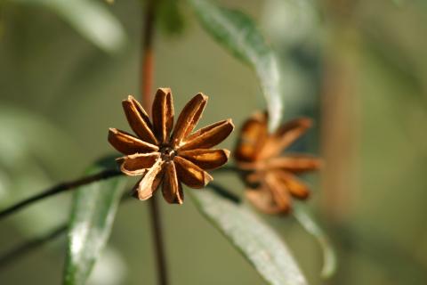 image Jara pringosa - Semilla y fruto (Cistus ladanifer)