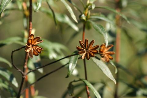 image Jara pringosa - Semilla y fruto (Cistus ladanifer)