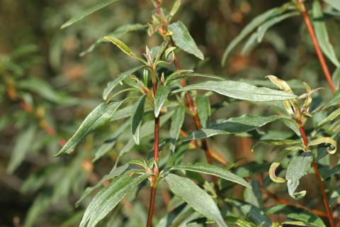 image Jara pringosa - Hojas (Cistus ladanifer)