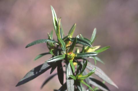 image Jara pringosa - Hojas (Cistus ladanifer)