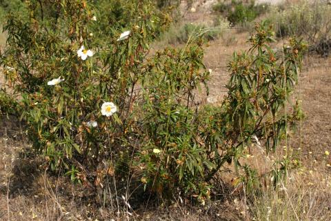 image Jara pringosa - Porte (Cistus ladanifer)