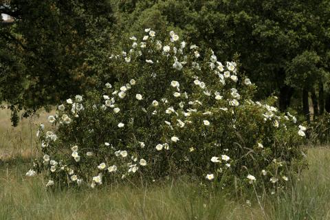image Jara pringosa - Porte (Cistus ladanifer)