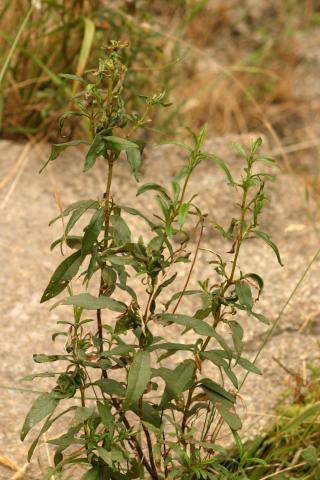 image Jara pringosa - Porte (Cistus ladanifer)