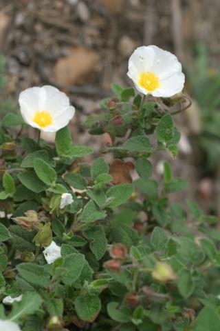 image Estepa negra (Cistus salvifolius)
