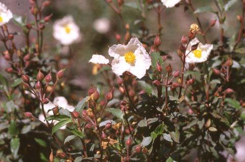 image Jara laurel (Cistus laurifolius)