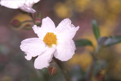 image Jara laurel - Flor (Cistus laurifolius)