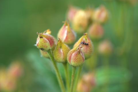 image Jara laurel - Capullos (Cistus laurifolius)