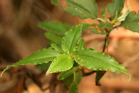 image Jara laurel - Hojas (Cistus laurifolius)