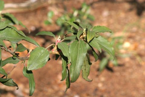 image Jara laurel - Hojas (Cistus laurifolius)