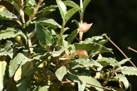image Jara laurel (Cistus laurifolius)
