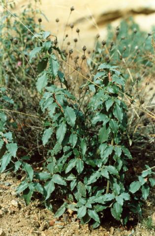 image Jara laurel (Cistus laurifolius)