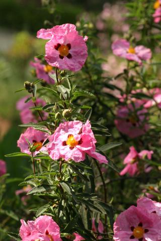 image Cistus purpureus