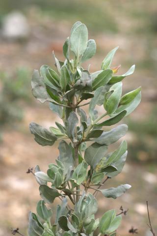 image Jara blanca (Halimium atriplicifolium)