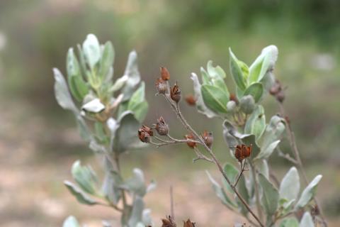 image Jara blanca (Halimium atriplicifolium)